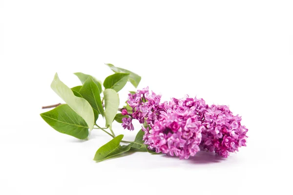 Fliederzweig Mit Blüten Und Blättern Auf Weißem Hintergrund — Stockfoto