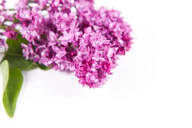 Beyaz arka planda çiçekli ve yapraklı leylak dalı