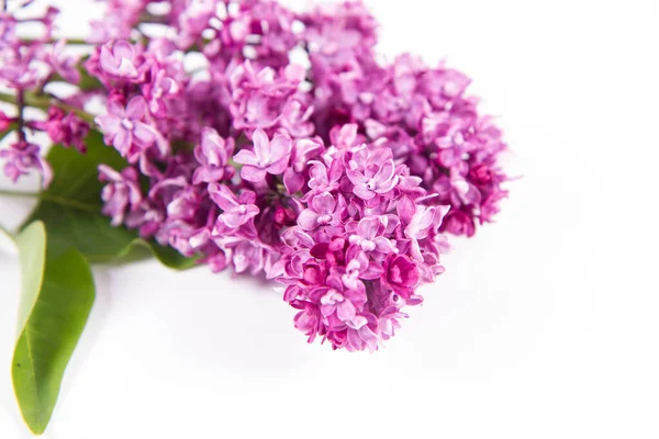 Fliederzweig Mit Blüten Und Blättern Auf Weißem Hintergrund — Stockfoto