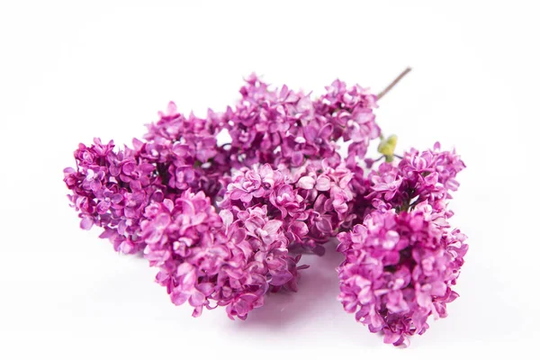 Branche Lilas Avec Fleurs Feuilles Sur Fond Blanc — Photo