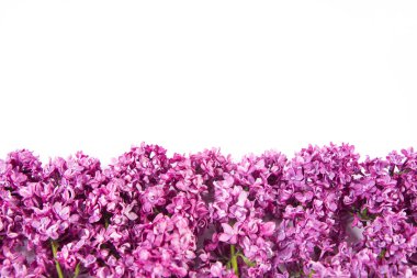 Üzerinde metin alanı olan beyaz bir arkaplanda leylak çiçekleri