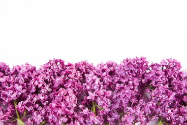 Üzerinde metin alanı olan beyaz bir arkaplanda leylak çiçekleri