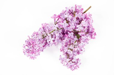 Beyaz arka planda çiçekli ve yapraklı leylak dalı