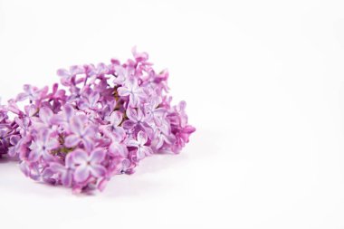 Metin arkaplanda çiçek ve yapraklı leylak dalı