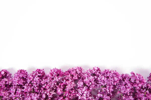 Flores Lila Sobre Fondo Blanco Con Espacio Texto Arriba —  Fotos de Stock