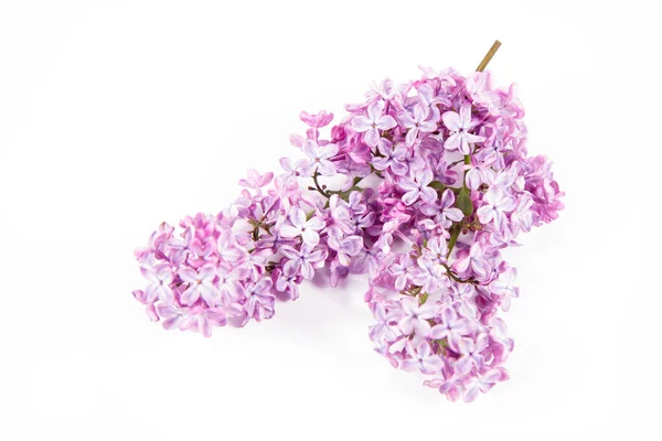 Fliederzweig Mit Blüten Und Blättern Auf Weißem Hintergrund — Stockfoto