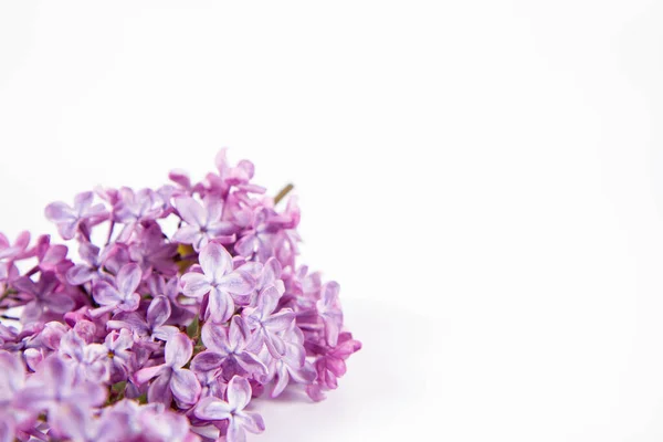 Fliederzweig Mit Blumen Und Blättern Auf Weißem Hintergrund Mit Textfläche — Stockfoto
