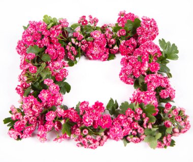 Midland Hawthorn Çelengi (Crataegus laevigata) beyaz arka planda çiçek açan metin boşluğu