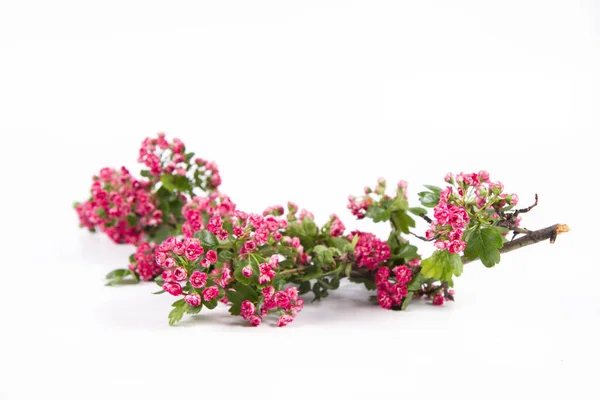 Weissdornzweig Crataegus Laevigata Mit Blüten Auf Weißem Hintergrund — Stockfoto