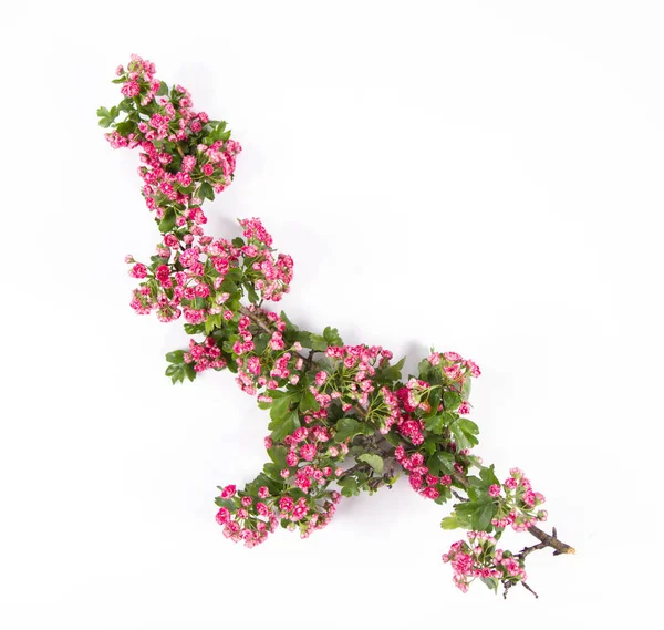 Midland Hawthorn Crataegus Laevigata Branch Blossoms White Background — Stock Photo, Image