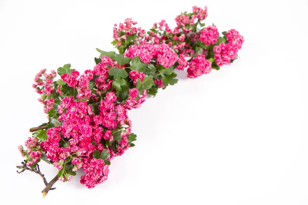 Midland Hagtorn Crataegus Laevigata Gren Med Blommor Vit Bakgrund Med — Stockfoto