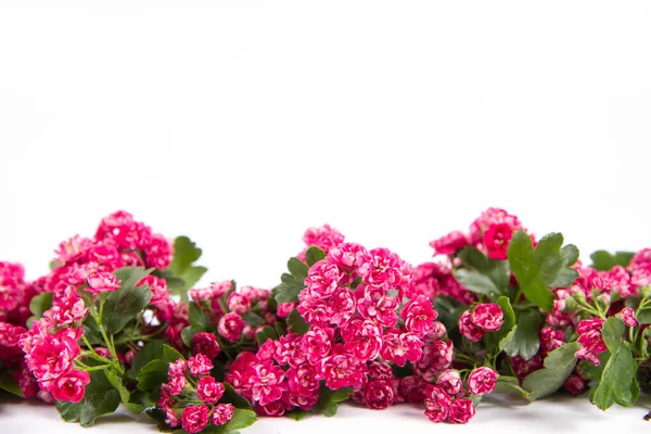 Weissdornzweig Crataegus Laevigata Mit Blüten Auf Weißem Hintergrund Mit Textfeld — Stockfoto