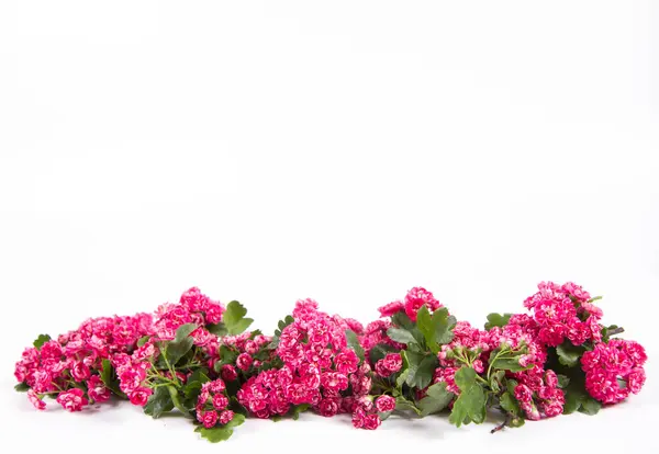 Biancospino Midland Crataegus Laevigata Ramo Con Fiori Sfondo Bianco Con — Foto Stock