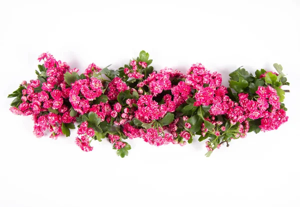 Espino Mediano Crataegus Laevigata Rama Con Flores Sobre Fondo Blanco — Foto de Stock