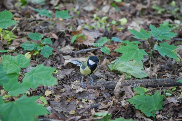 Tit Bird Park Leaves — Stok fotoğraf