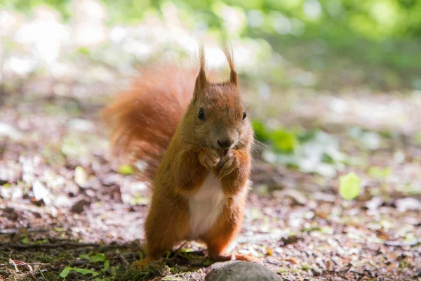 Scoiattolo Rosso Seduto Terra Che Mangia — Foto Stock