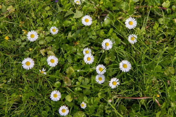 Çayırda Açan Papatya Çiçekleri — Stok fotoğraf