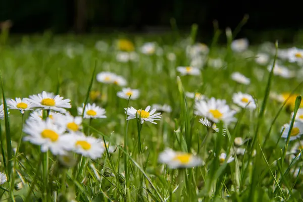 Fleurs Marguerite Fleurissant Dans Une Prairie — Photo