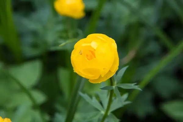 Globeflower Trollius Puutarhassa — kuvapankkivalokuva