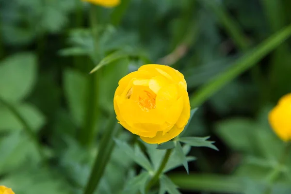 Globeflower Trollius Jardim — Fotografia de Stock