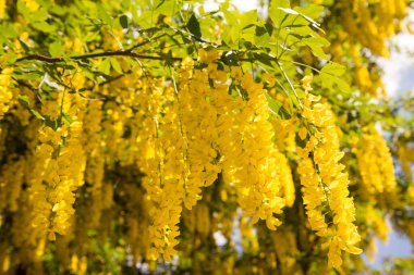 Yaygın laburum (Laburnum anagyroides) çiçek açar