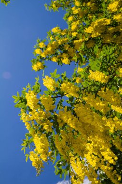 Yaygın laburum (Laburnum anagyroides) çiçek açar