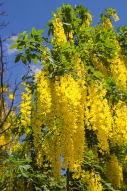 Yaygın laburum (Laburnum anagyroides) çiçek açar