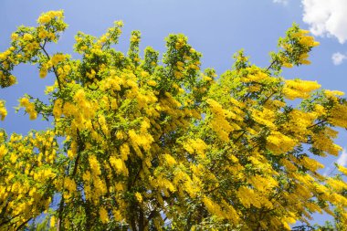 Yaygın laburum (Laburnum anagyroides) çiçek açar