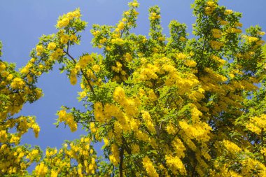 Yaygın laburum (Laburnum anagyroides) çiçek açar