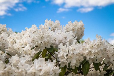 Mavi gökyüzüne karşı beyaz çiçeklerle açan Rododendron