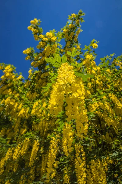一般的なラブラヌム ラブラヌム アナジロイド が咲く — ストック写真