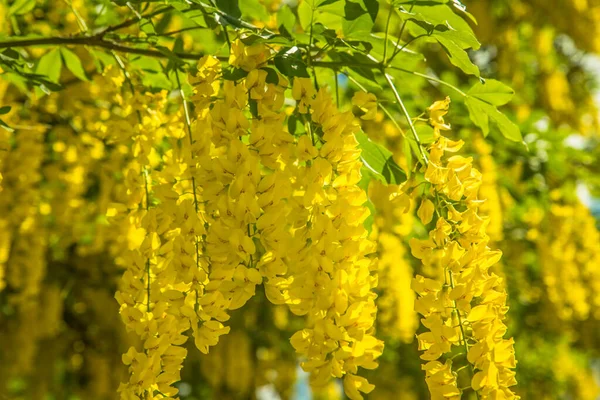 Gemeenschappelijke Laburnum Laburnum Anagyroides Bloeien — Stockfoto