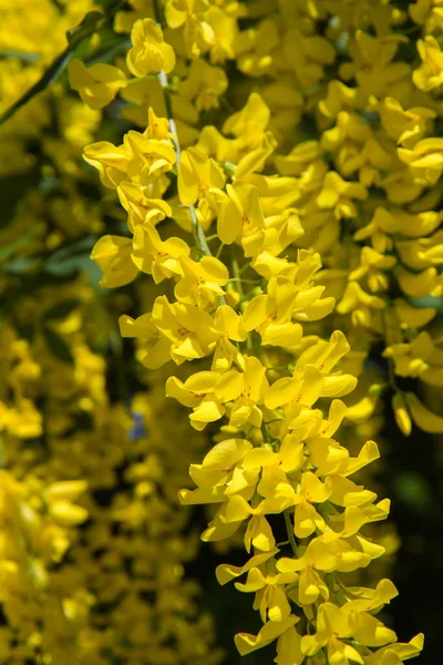 Kwitnący Laburnum Laburnum Anagyroides — Zdjęcie stockowe