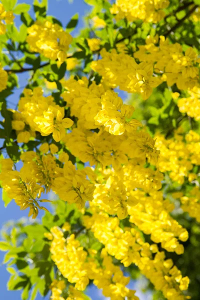 Den Gemensamma Laburnum Laburnum Anagyroides Blommar — Stockfoto