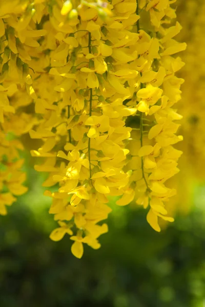 Κοινό Laburnum Laburnum Anagyroides Ανθίζει — Φωτογραφία Αρχείου