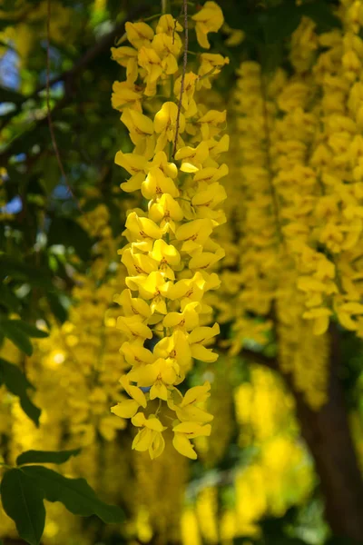 Laburno Comune Laburnum Anagyroides Fiore — Foto Stock