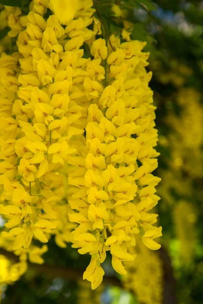 Gemeenschappelijke Laburnum Laburnum Anagyroides Bloeien — Stockfoto