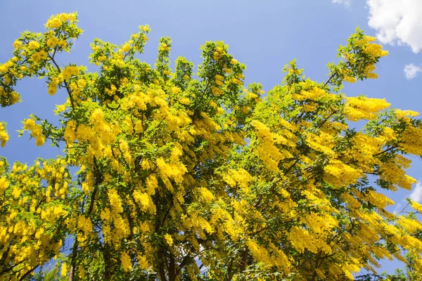 Gemeenschappelijke Laburnum Laburnum Anagyroides Bloeien — Stockfoto