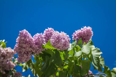 Gökyüzünde açan leylak ağacı