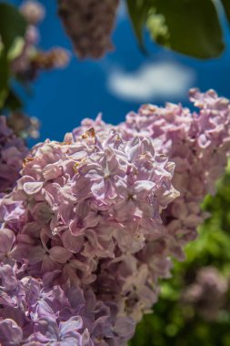 Gökyüzünde açan leylak ağacı