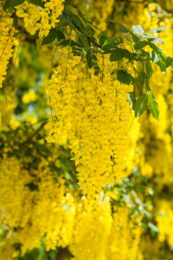 Yaygın laburum (Laburnum anagyroides) çiçek açar