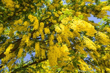 Yaygın laburum (Laburnum anagyroides) çiçek açar