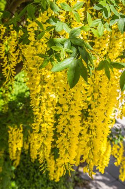 Yaygın laburum (Laburnum anagyroides) çiçek açar