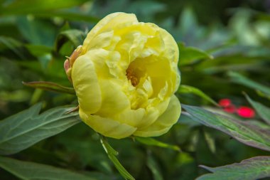 Paeonia Ouruticosa çiçeği yakın planda.