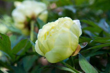 Paeonia Ouruticosa çiçeği yakın planda.