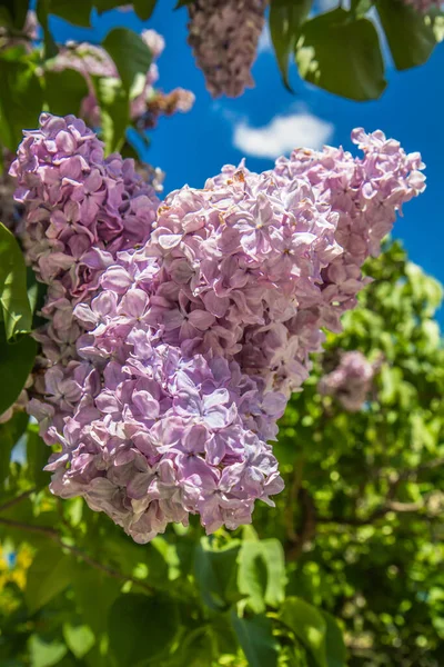 Lilakträd Blommar Sett Uppåt — Stockfoto