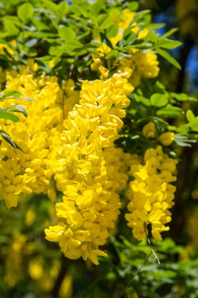 Gemeenschappelijke Laburnum Laburnum Anagyroides Bloeien — Stockfoto