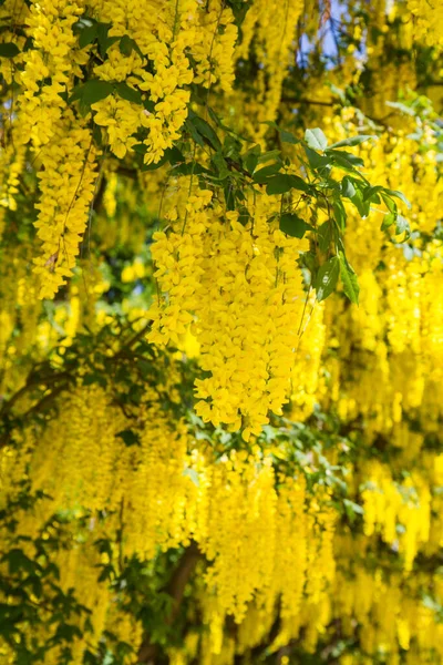 Laburno Comum Laburnum Anagyroides Florescendo — Fotografia de Stock