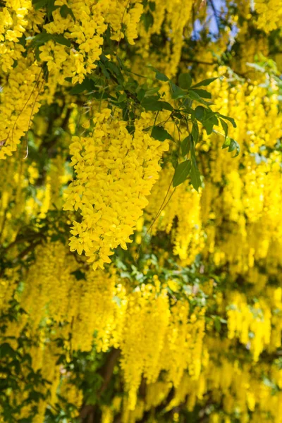 Kvetoucí Laburnum Laburnum Anagyroides — Stock fotografie