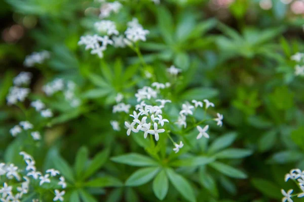 Deutzia Scabra Plantă Înflorind Într Grădină — Fotografie, imagine de stoc